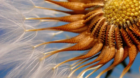 Seeds - flower, dandelion, seed, yellow, blue, white, orange, macro, autumn