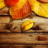 Autumn background