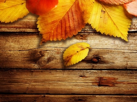 Autumn background - nice, autumn, falling, background, colorful, wooden, lovely, foliage, fall, pretty, beautiful, leaves, golden