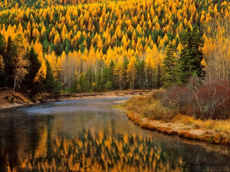 Autumn creek - autumn, falling, trees, stream, colorful, shore, foliage, creek, nature, fall, reflection, river, colors