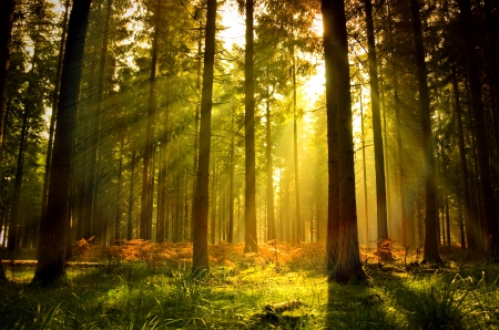 Forest sunlight