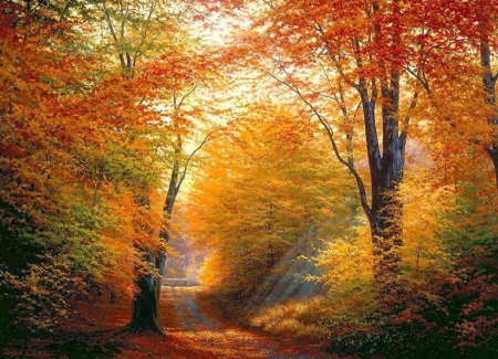 Autumn Light - forests, light, nature, autumn