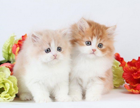 two cute kittens - Cats & Animals Background Wallpapers on Desktop ...