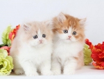 two cute kittens