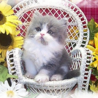 â™¥ Cute Persian Kitty â™¥