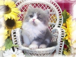 â™¥ Cute Persian Kitty â™¥