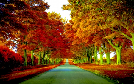 AUTUMN ALLEY - trees, nature, alley, road, autuumn