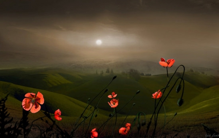 by Igor Zenin - photography, red, nature, beauty