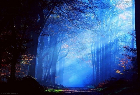 deep forests - deep, forests, beautiful, nature, blue