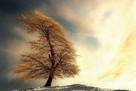 solitude - sky, wind, beautiful, tree, nature