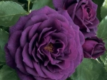 purple rose