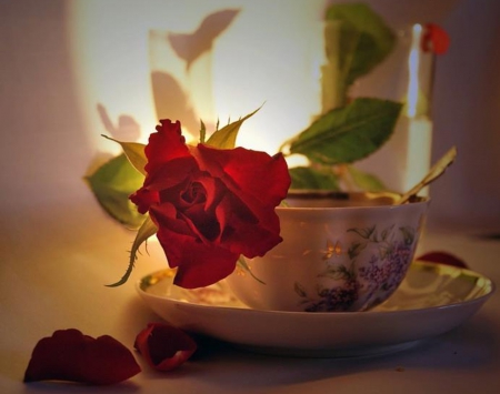 good morning - rose, still life, cup, coffee