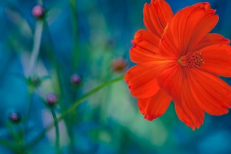 *** Red and beautiful *** - nature, red, beautiful, flowers, flower