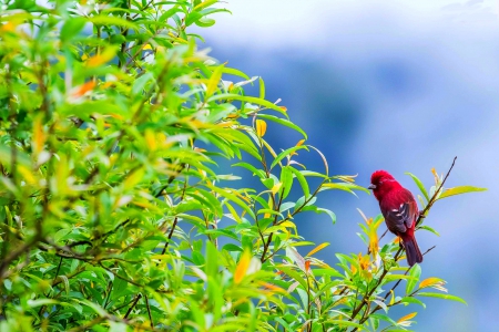 LOVELY BIRD - red, tree, bird, branch