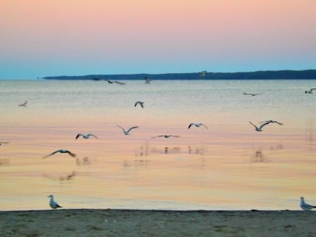 endless color - sunset, water, beach, seagulls, sky