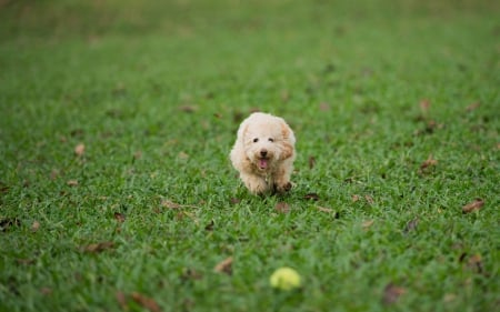 Dog - face, pretty, playful dog, cute, animals, beautiful, sweet, puppy, playful, dogs, puppies, lovely, dog face