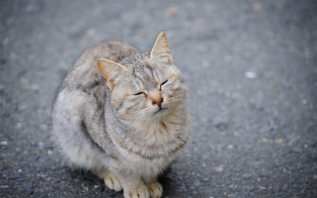 Cat - sleepy, cute, beautiful, cat, sleeping, kitty, cats, hat, cat face, paws, face, animals, pretty, beauty, sweet, kitten, lovely