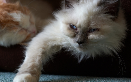 Cat - sleepy, cute, beautiful, cat, sleeping, kitty, cats, hat, cat face, paws, face, animals, pretty, beauty, sweet, kitten, lovely