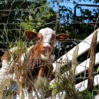 A Calf Named Tuesday