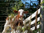 A Calf Named Tuesday