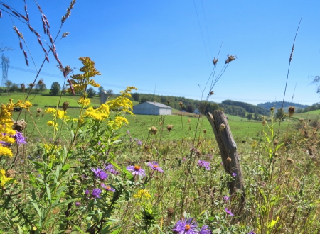 Country Fields - nature, field, wildflower, country, september