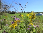 Wildflower Country