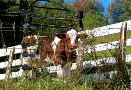 A Little Beef - cow, animal, nature, calf, country, farm