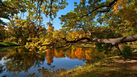 Forest Lake - nature, lake, forest, landscape