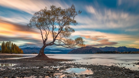 *** Sunset and lonely tree ***