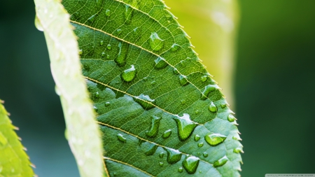 Amazing Leaf - nature, green, leaf, tree