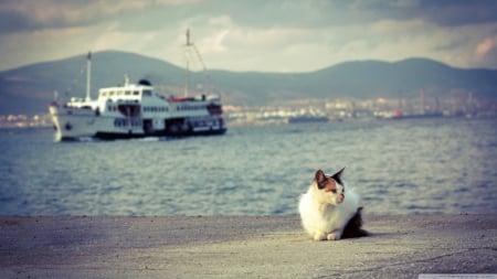 Cat and Ship - Water, Cat, Ship, Dock