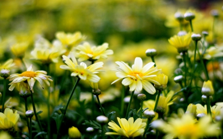 *** Daisies *** - flowers, daisies, flower, nature