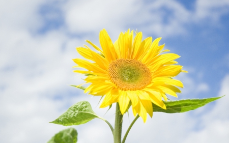 *** Sunflower *** - nature, sunflowers, flowers, flower