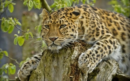 *** Wild cat *** - cat, wild, animals, cats, animal