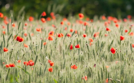 *** Field of poppies *** - flowers, field, nature, poppies