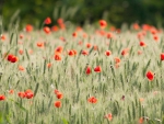 *** Field of poppies ***