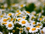 *** Daisies  ***