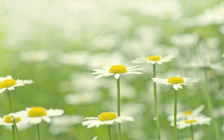 *** Daisies  *** - flowers, daisies, white, nature