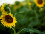 *** Sunflowers ***