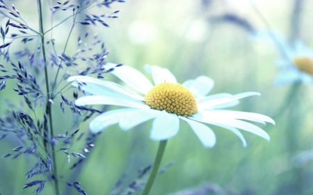 *** Daisies  *** - white, nature, flowers, daisies