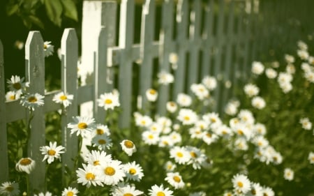 *** Daisies  *** - white, nature, flowers, daisies