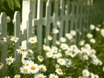 *** Daisies  ***