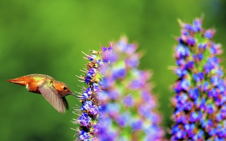 *** Hummingbird *** - hummingbirds, birds, animal, animals