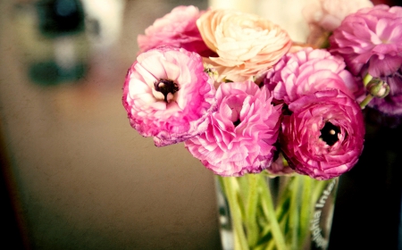 *** Pink Ranunkulyus *** - nature, ranunkulyus, pink, flowers, flower