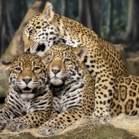 *** Cheetah ***
