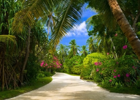 Retreat pathway - nice, sky, tropics, greenery, palms, summer, lovely, exotic, pathway, beautiful, clouds, flowers, retreat