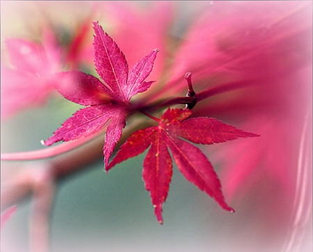 ✫Sweet Tuesday in Autumn✫ - trees, Autumn, softness beauty, creative pre-made, beautiful, photography, Tuesday, colors, fall season, lovely, pink, sweet, leaves, nature, plants, love four seasons