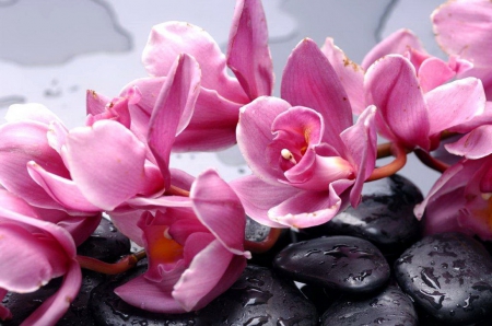 Stones and pink flowers - pretty, water, beautiful, drops, wet, lovely, pink, still life, stones, flowers, nature, nice