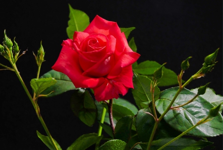 Red rose - red, flower, rose, pretty, beautiful, lonely, buds, leaves, single, background, petals, nice, lovely, nature