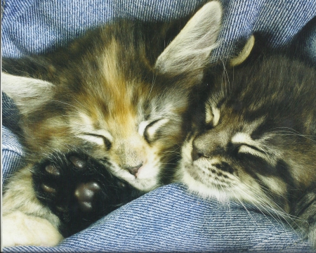 Kittens - cute, kittens, paws, sleeping